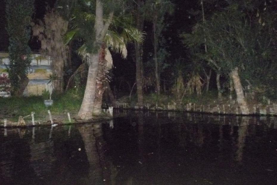 Mexiko: Palmen in den schwimmenden Gärten
