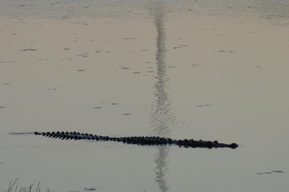 Mexiko: Krokodil in der Coba Lagune