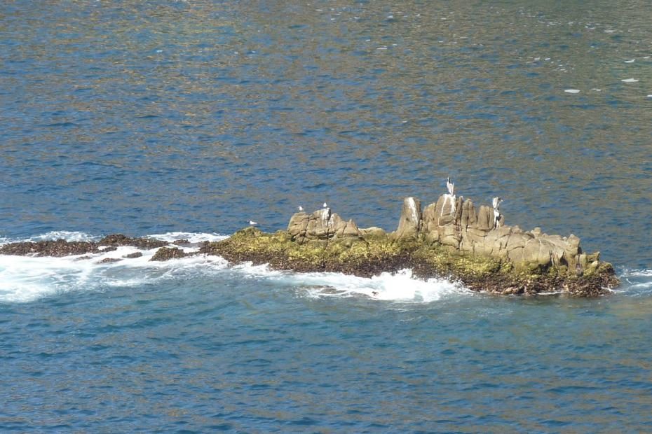 Mexiko: Fischreiher auf einem Fels in Acapulco