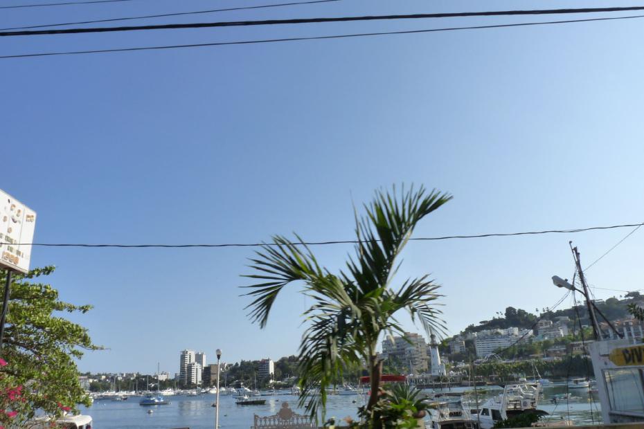 Mexiko: Palme an der Küstenstraße von Acapulco