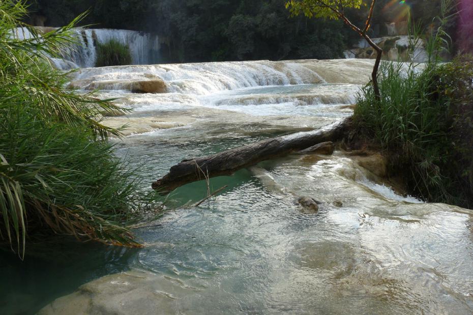 Mexiko: Baumstamm in den Agua Azul Wasserfällen