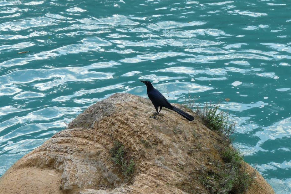 Mexiko: Schnepfe an den Agua Azul
