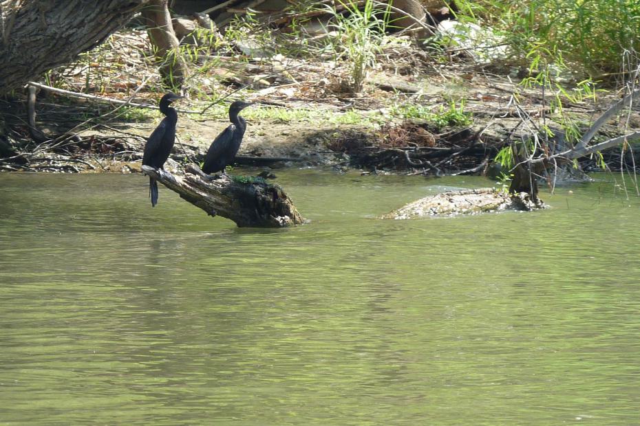 Mexiko: Schwarze Reiher im Canon del Sumidoro