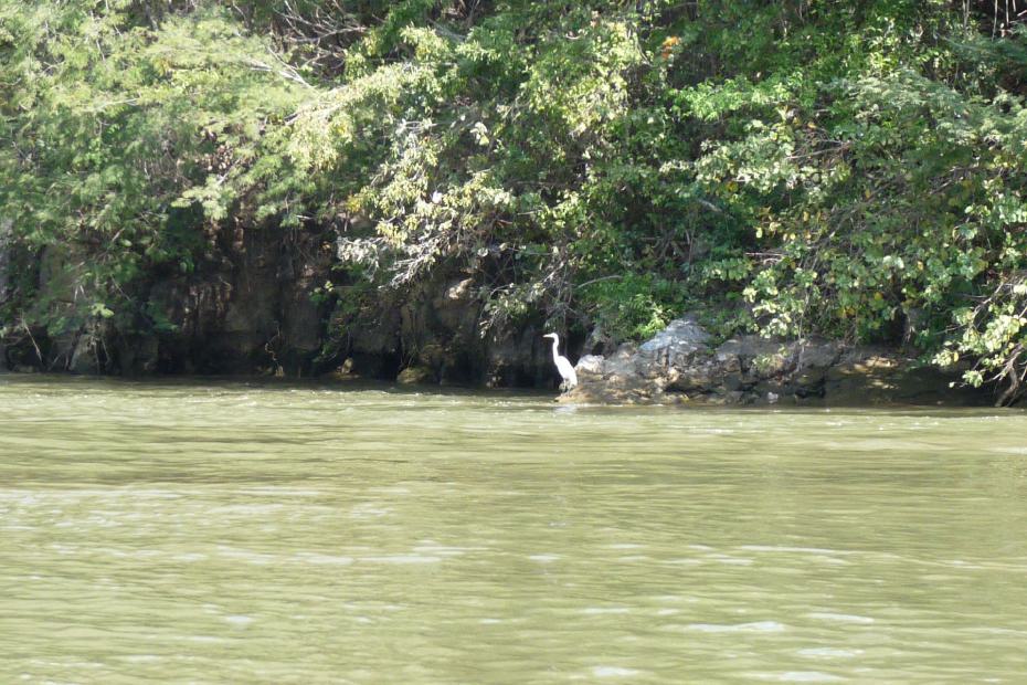 Mexiko: Weißer Reiher im Canon del Sumidoro