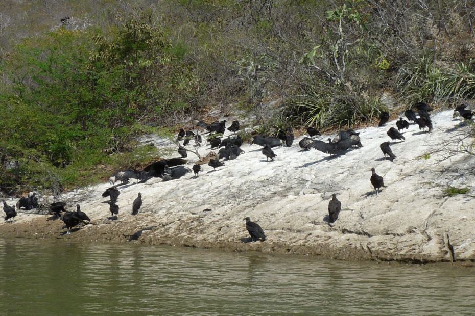 Mexiko: Geierkolonie im Canon del Sumidoro