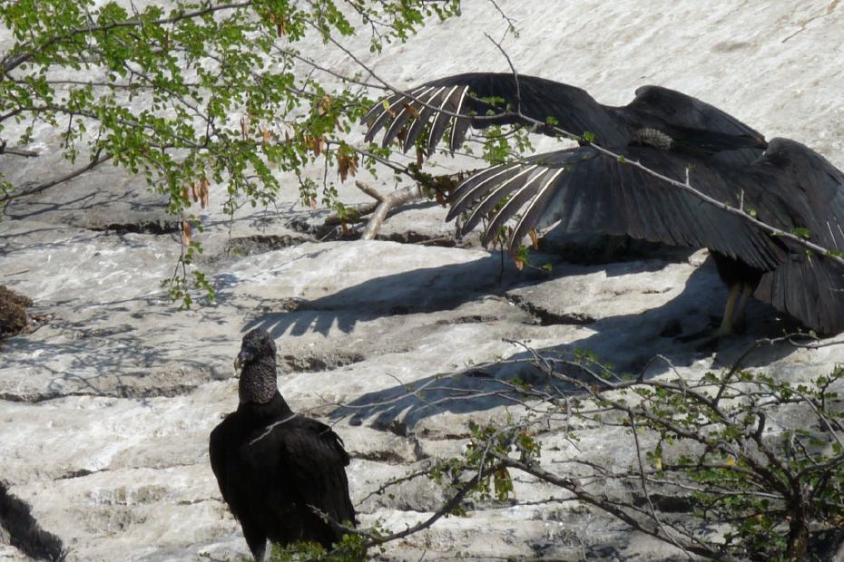 Mexiko: Detailansicht einer Geierkolonie