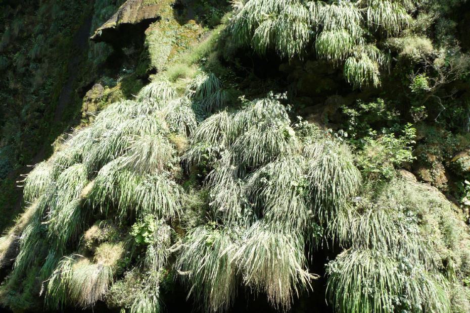 Mexiko: Moosbehangener Felsen