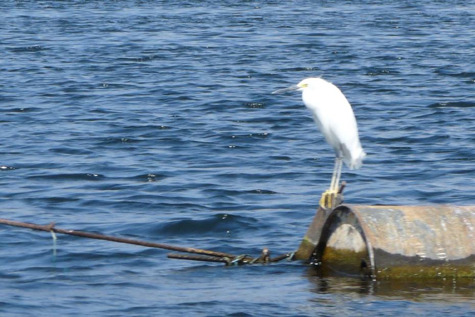 Mexiko: Weißer Reiher auf einer Tonne