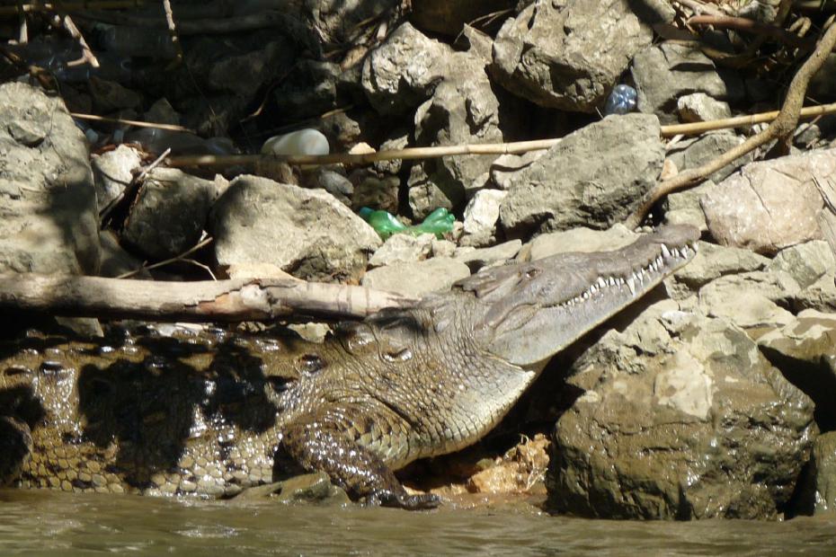 Mexiko: Krokodil im Canon del Sumidoro