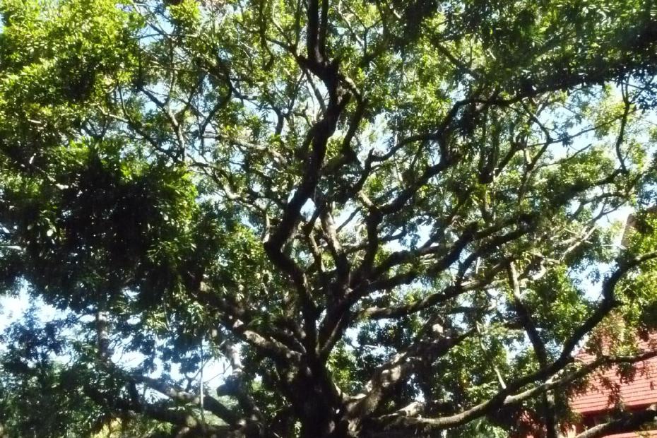 Mexiko: Baum im Eingangsbereich von Palenque