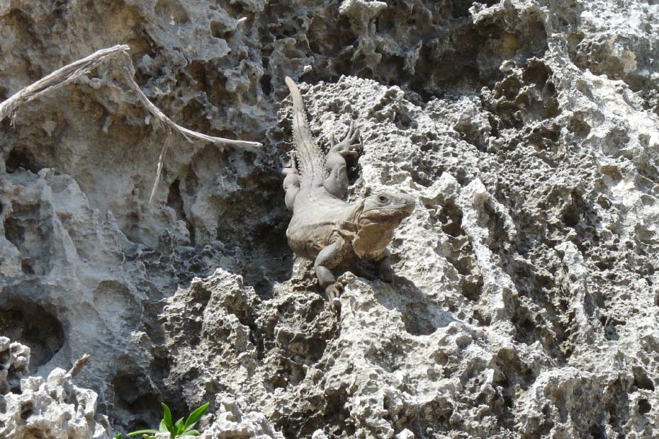 Mexiko: Schwarzleguan am Strand von Tulum