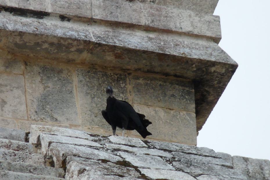 Mexiko: Geier auf El Castilo in Chitzen Itza