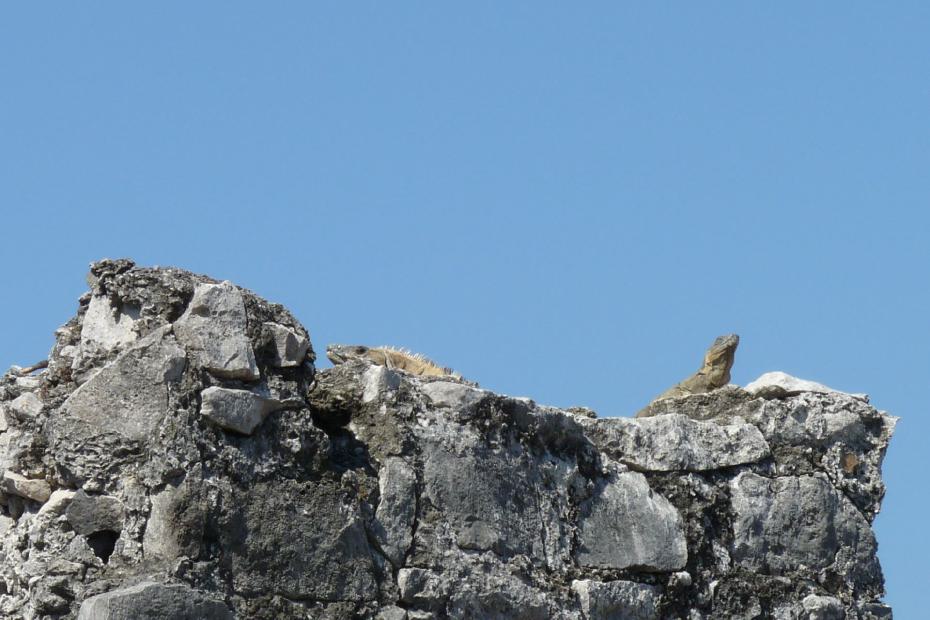 Mexiko: Ein Schwarzleguan sonnt sich