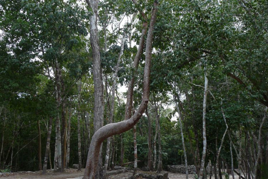 Mexiko: Ein ehemaliger Maya Ballspielplatz