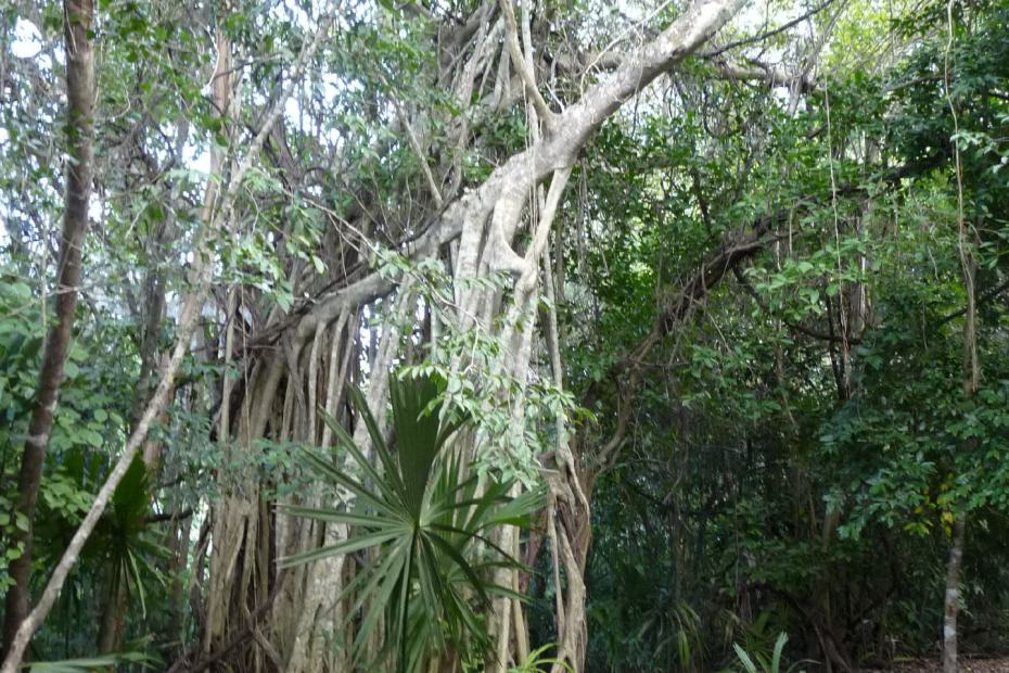 Mexiko: Der Dschungel von Quintana Roo