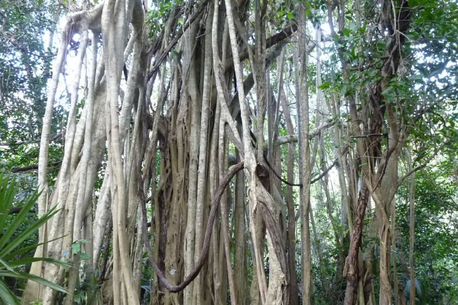 Mexiko: Im Hinterland von Yucatan