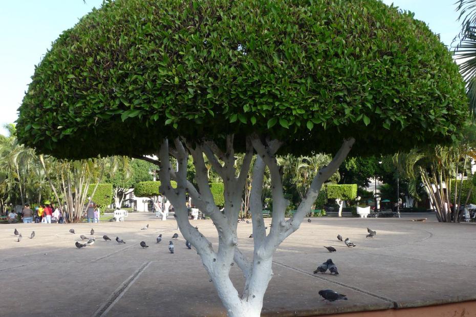 Mexiko: Baum in den Nationalfarben
